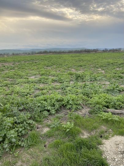Участок 100 сот. (СНТ, ДНП)