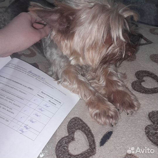 Вязка собак