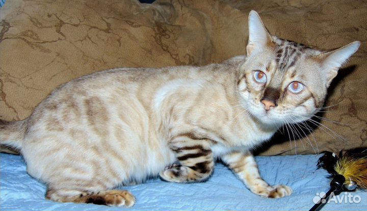 Бенгальские