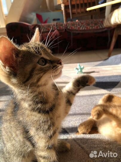 Котенок ищет дом