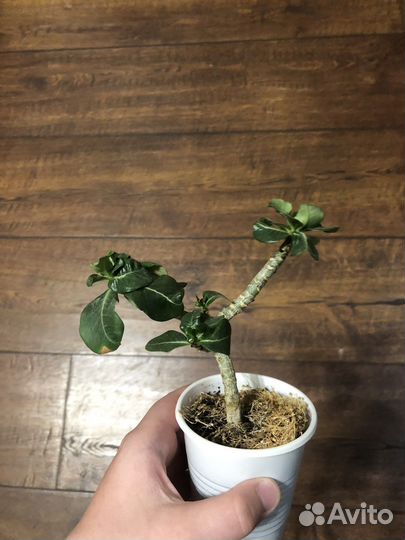 Адениум комнатный