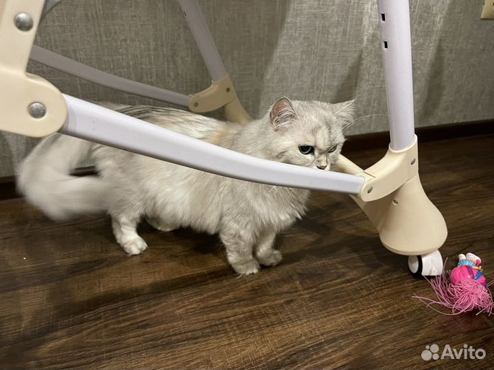 Отдам кошку - британскую шиншиллу