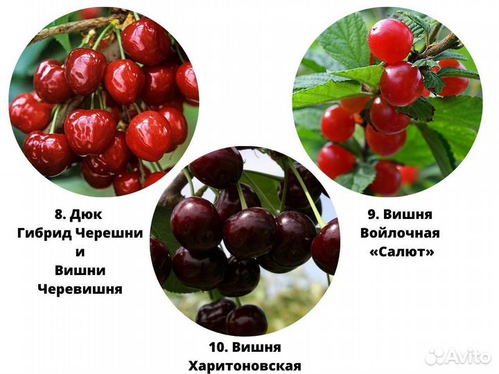 Саженцы вишни, саженцы черешни, дюк