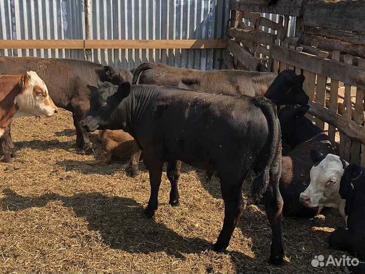 Бычки и телочки от 2 до 7 месяцев