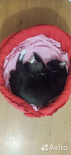 Котятки от домашней кошки мэнкс, 11 июля,3 котёнка