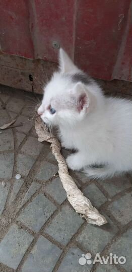 Кошки в добрые руки