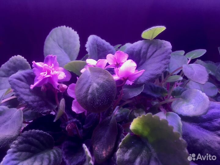 Фиалка узамбарская (сенполия) Стартёры