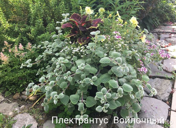 Плектрантус Войлочный Silver