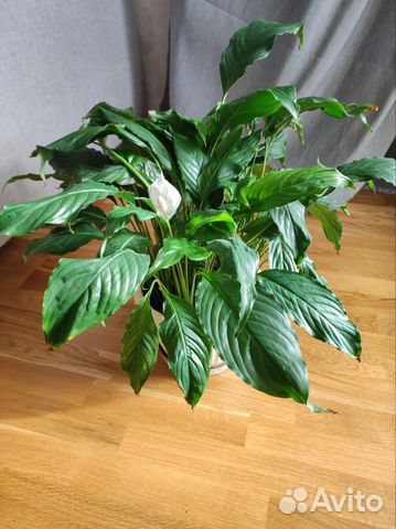 Спатифиллум цветущий