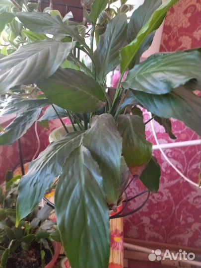 Комнатные цветы бесплатно