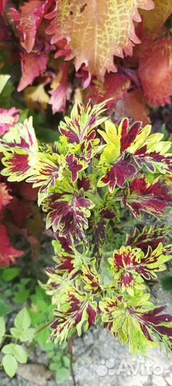 Колеус(крапивка)