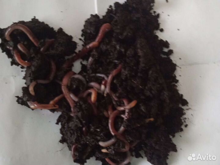Черви средние и крупные и опарыш для рыбалки