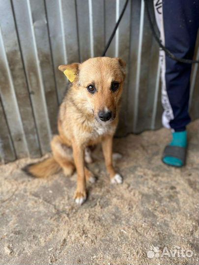 Собака в добрые руки