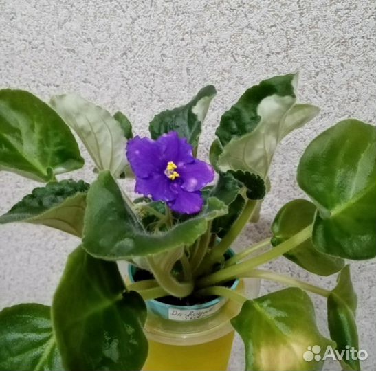 Фиалки сортовые