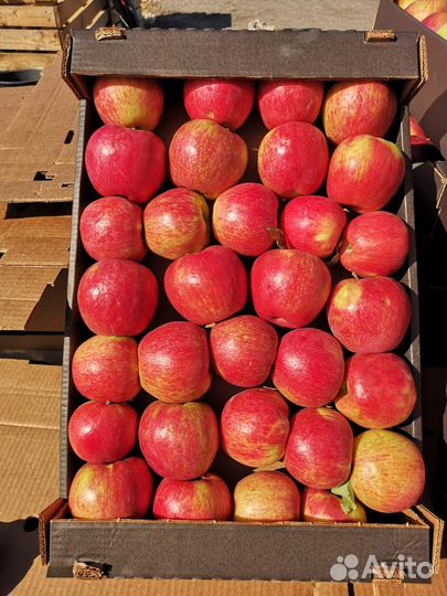 Оптовая продажа яблок
