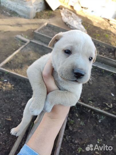 Щенки бесплатно