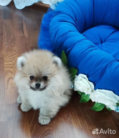 Померанский шпиц