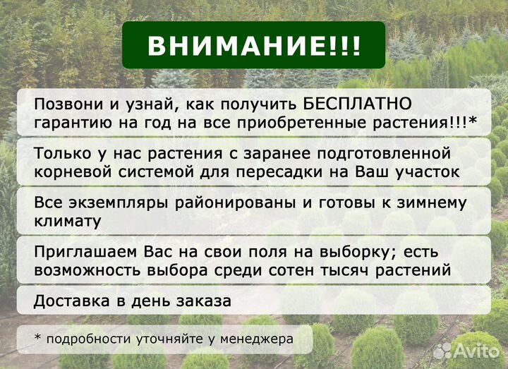 Ель голубая