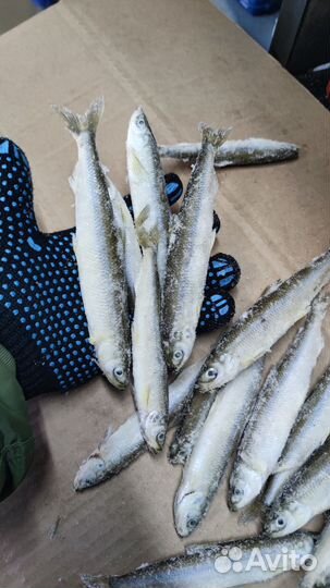 Корюшка свежемороженая