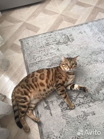 Продам кота