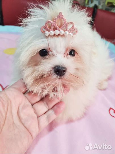 Девочка микро