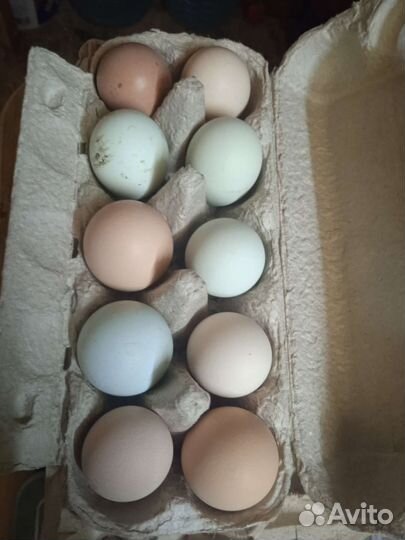 Домашние куриные яйца
