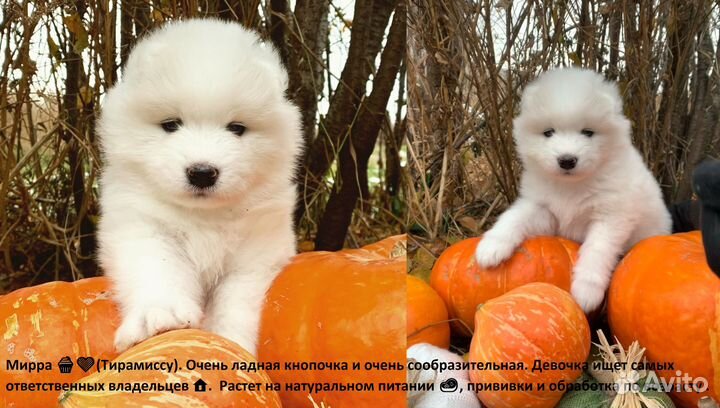 Щенки самоеда - белые снежинки
