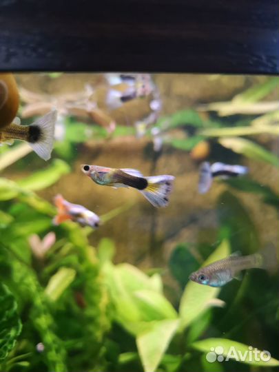 Ампулярии, гуппи, сомики анциструсы, креветки