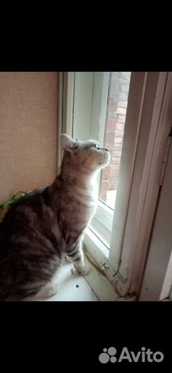 Котик молодой шотландец