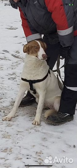 Собака из приюта