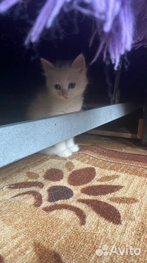 Котята в добрые руки даром девочки