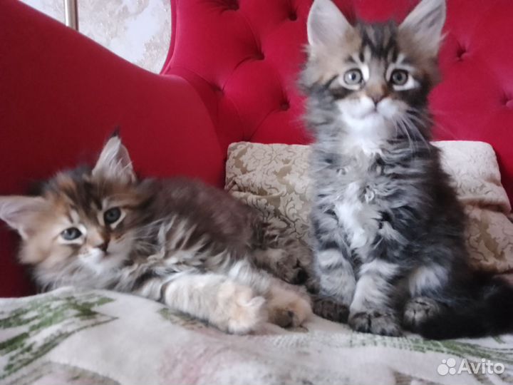 Котята мейн-кун