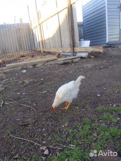 Цыплята несушки подрощенные