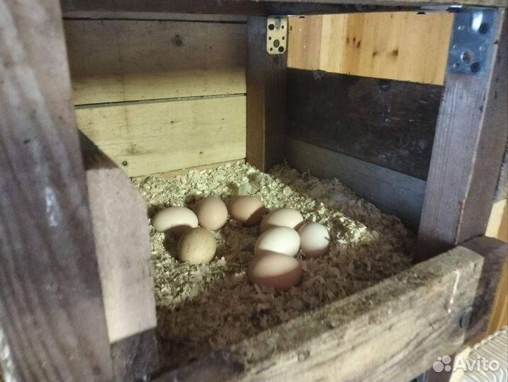 Яйцо куриное, домашнее деревенское