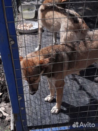 Собака в добрые руки