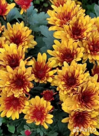 Хризантемы мультифлора