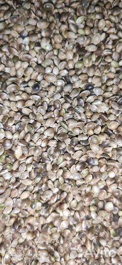 Семена конопли