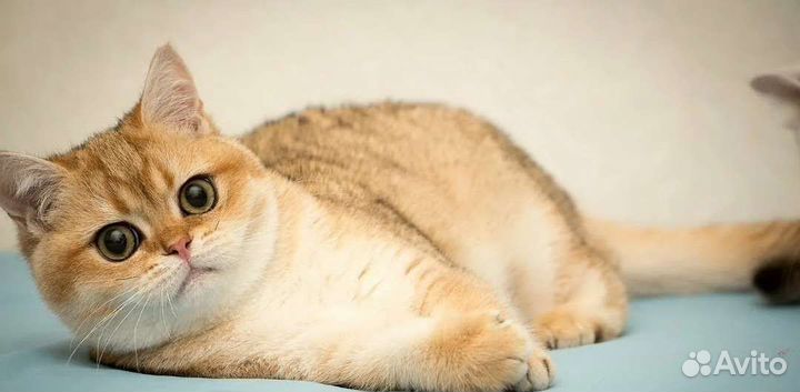 Золотой кот вязка