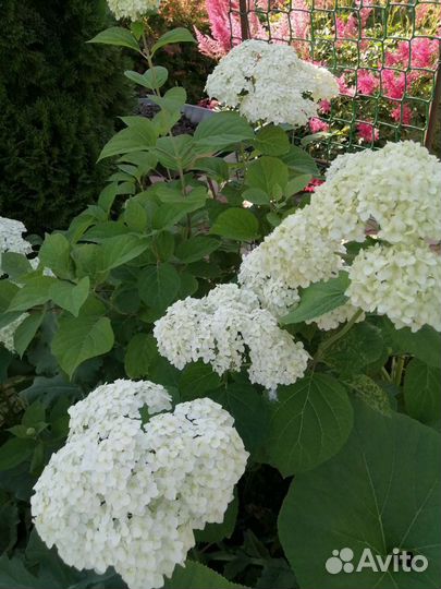 Гортензия Анабель белая