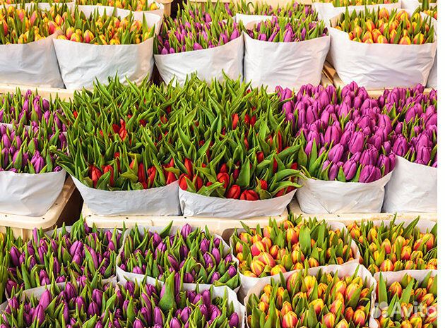 Тюльпаны оптом из своих теплиц