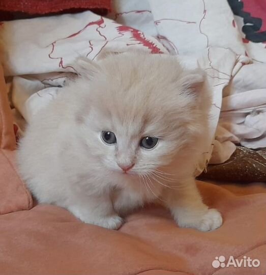 Сибирские котята в добрые руки