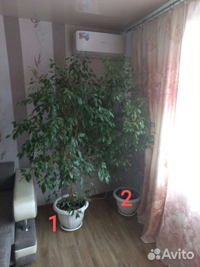 Фикус бенджамина