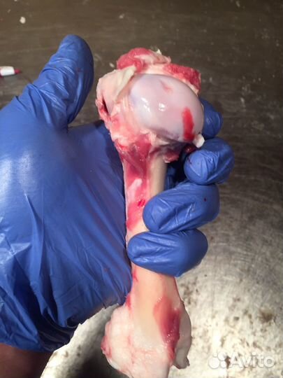 Свежие Кости ливер рубец Субпродукты Голова