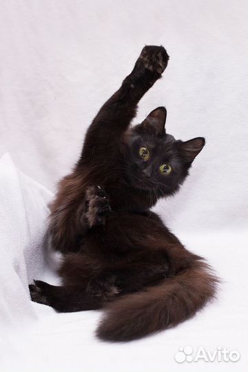 Девочка 1 год стерилизована ищет дом