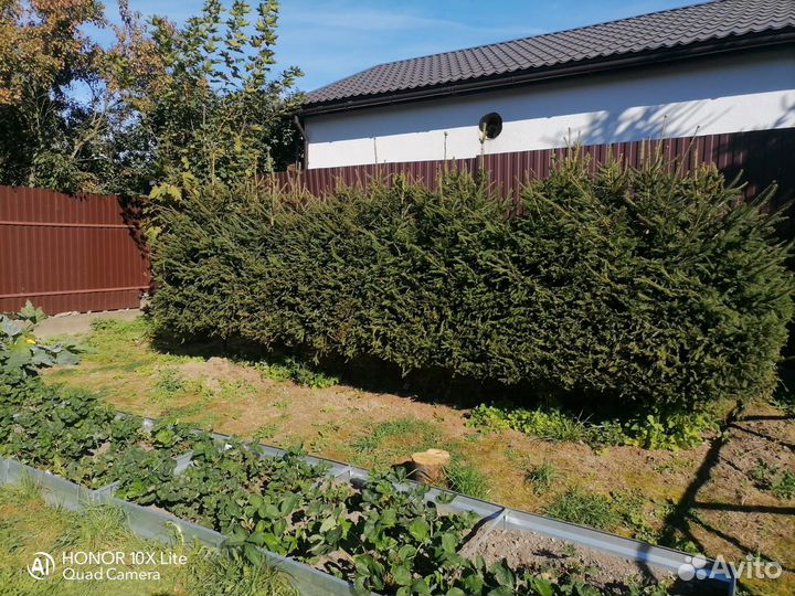 Ель, живая изгородь бесплатно. Бронь до 05.10