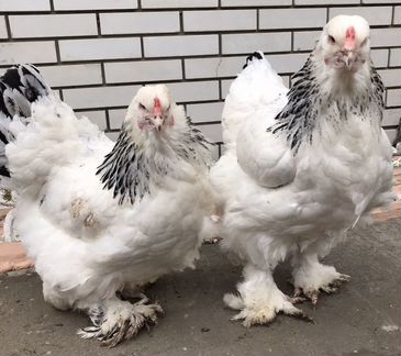 Семья кур Брама Колумбийская светлая