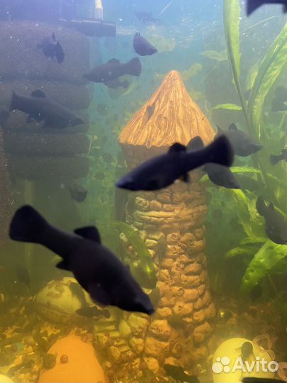 Аквариумные рыбки