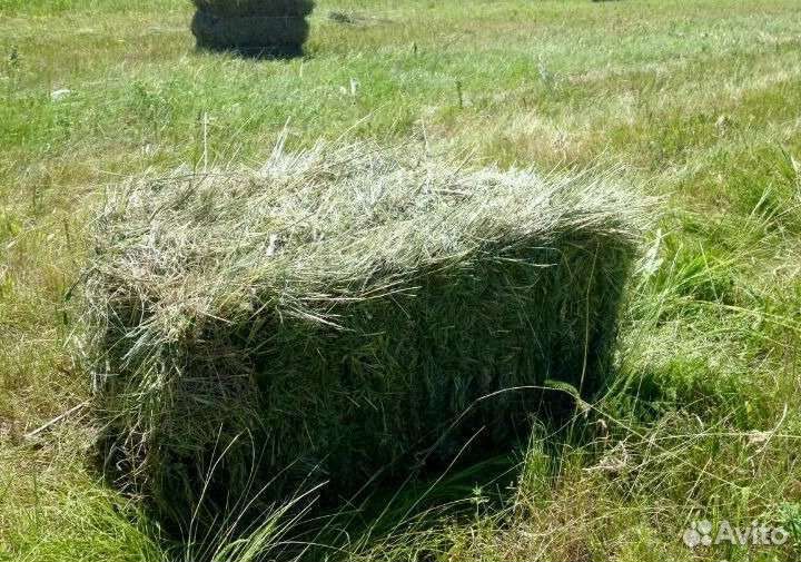 Сено в тюках