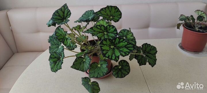 Бегония королевская