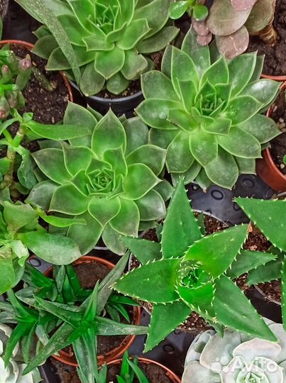 Суккуленты